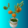 orange tree
