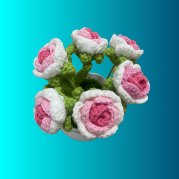 gradient rose